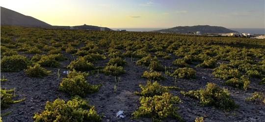 Photo of Santorini Guided Wine-Tasting Tour of the Island’s Best Wineries