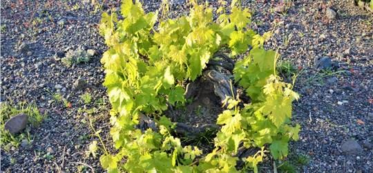 Photo of Santorini Private Wine Tour Experience to 3 Traditional Wineries